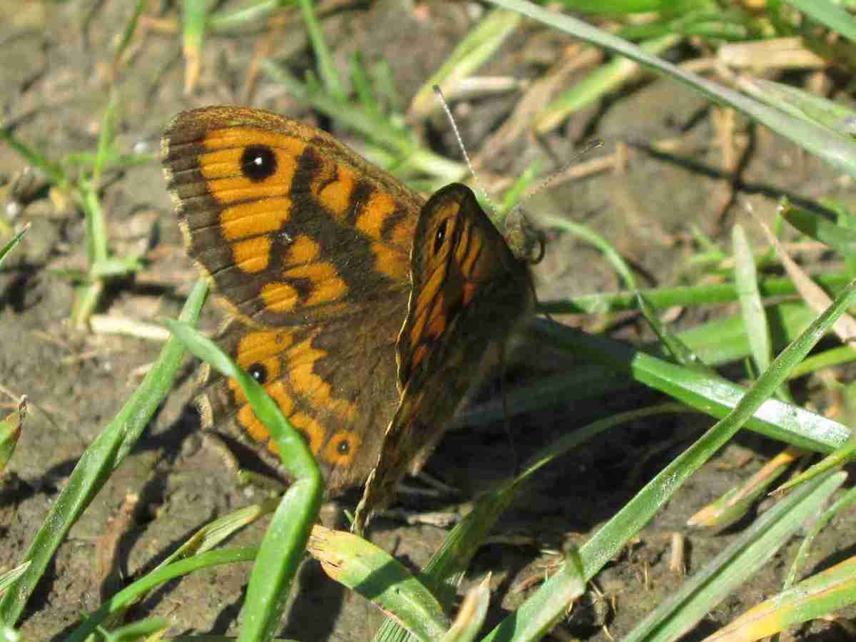 Wall Brown